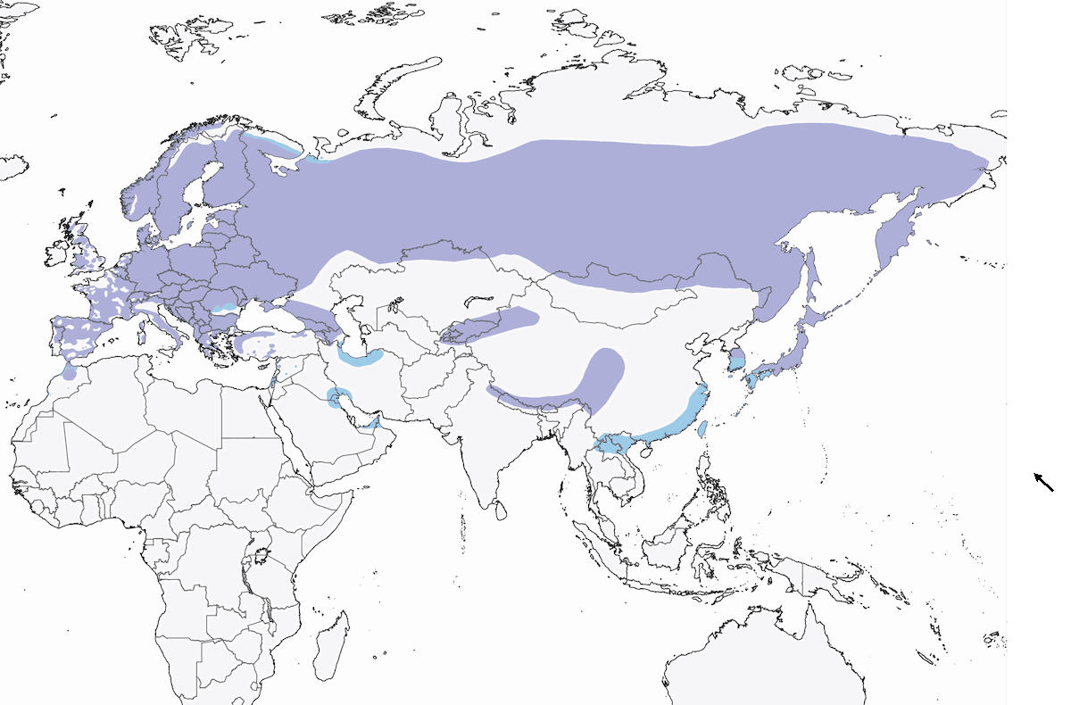 Azor Común, Distribución 1