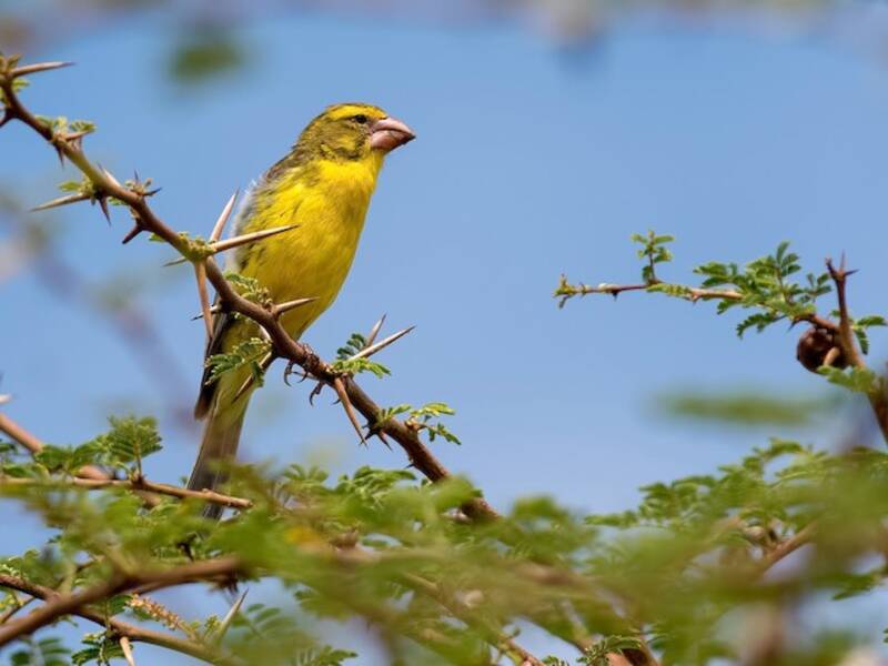 Northern Grosbeak-Canary, 照片 3