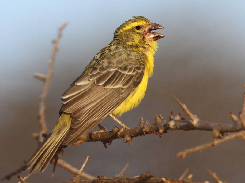 Northern Grosbeak-Canary, 照片 2