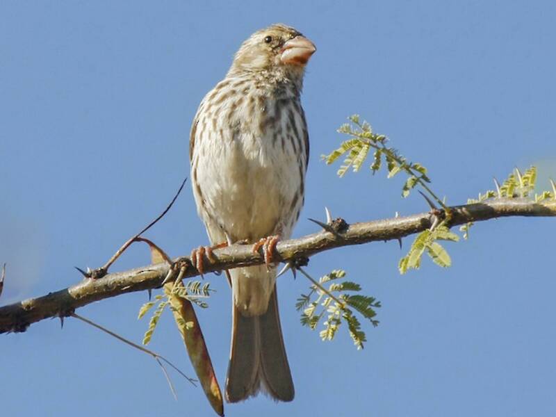 Northern Grosbeak-Canary, 照片 4