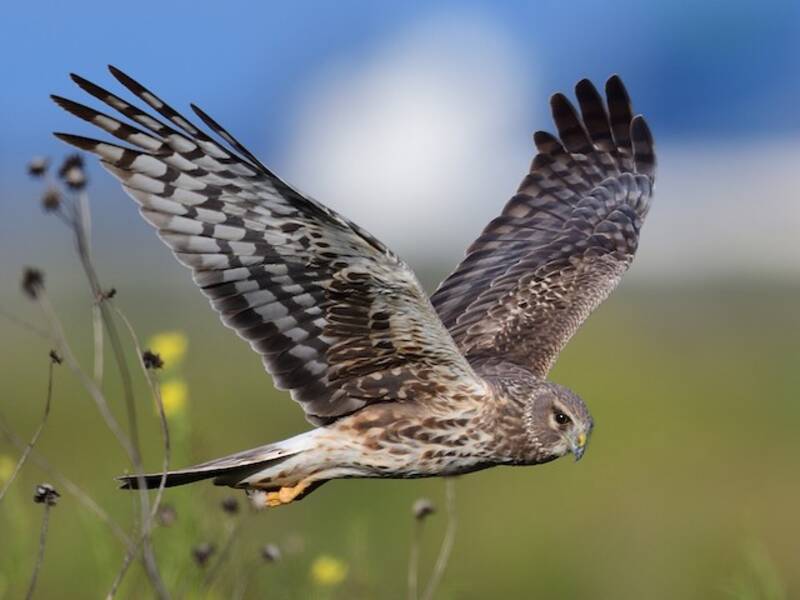Falco di palude americano, Foto 4