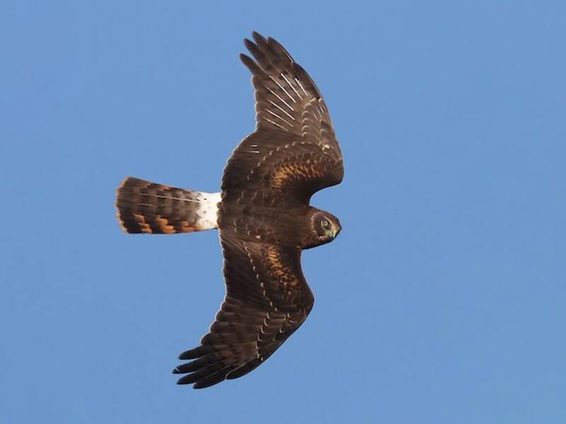 Falco di palude americano, Foto 2