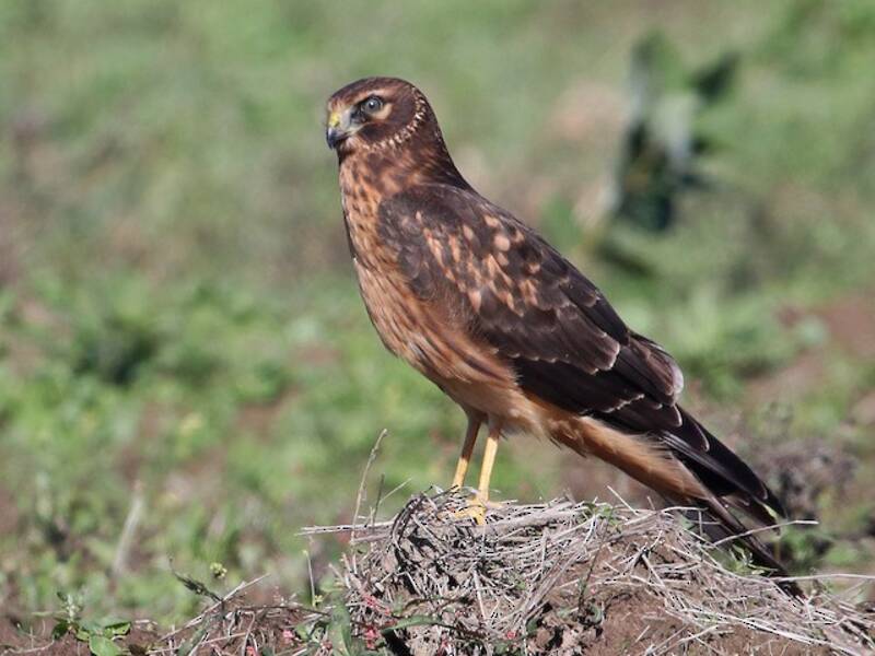 Falco di palude americano, Foto 3
