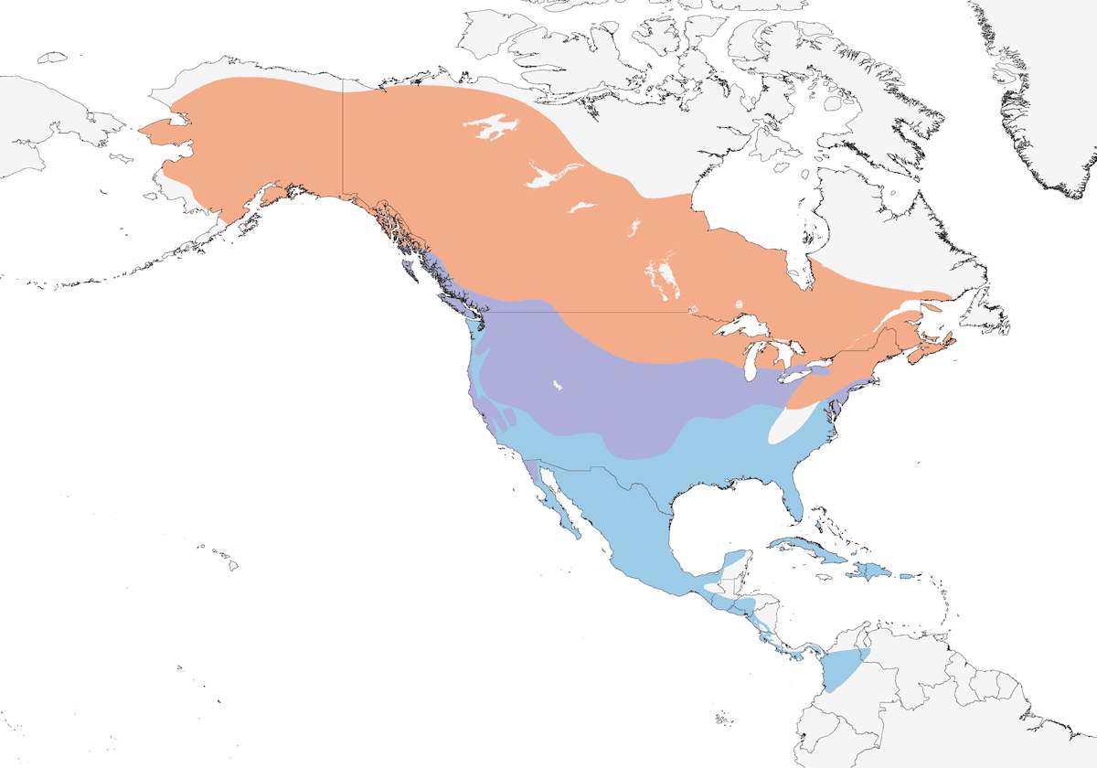 Falco di palude americano, Distribuzione 1