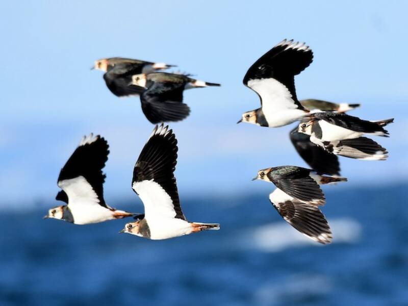 Northern Lapwing