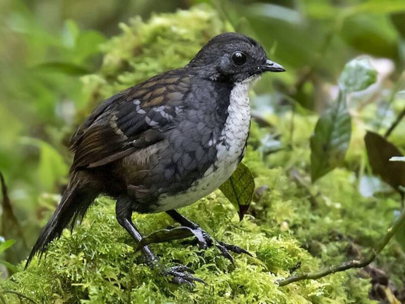 Papuan Logrunner, Photos 3