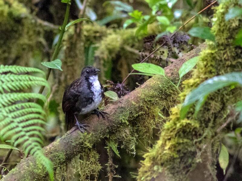 Papuan Logrunner, Photos 2