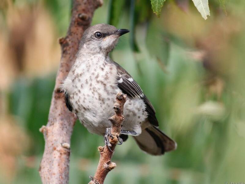 Northern Mockingbird (Mimus polyglottos)