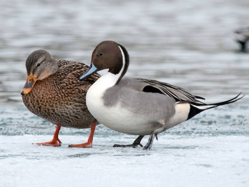 Northern Pintail