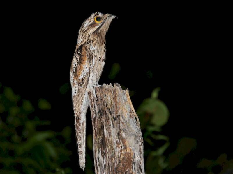 Northern Potoo, Photos 4