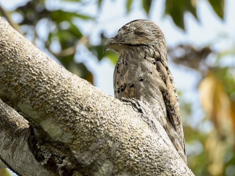 Northern Potoo, Photos 3