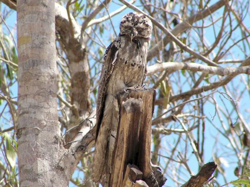 Northern Potoo, Photos 2