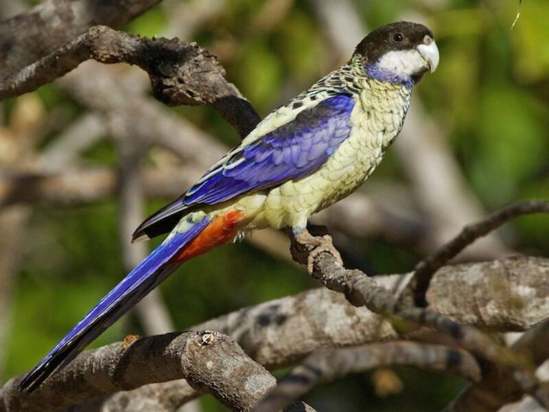 Rosella settentrionale, Foto 3