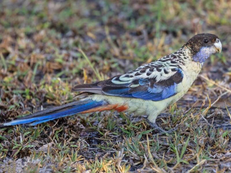 Northern Rosella (Platycercus venustus)