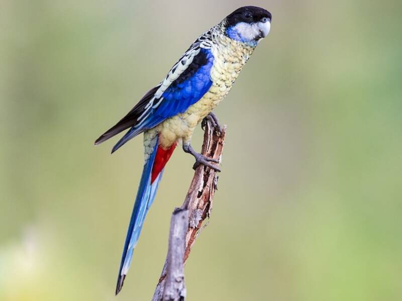 Rosella settentrionale, Foto 2