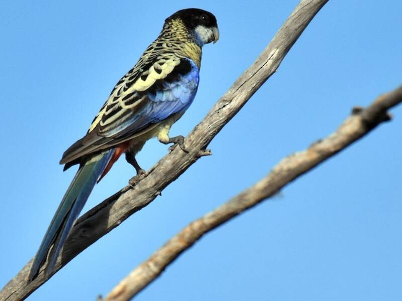 Rosella settentrionale, Foto 4