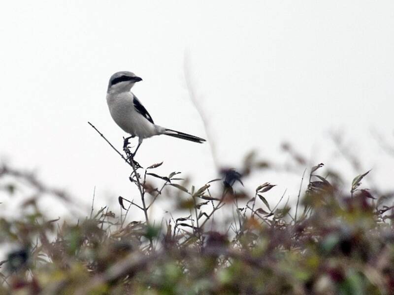 Great Gray Shrike (Lanius excubitor)