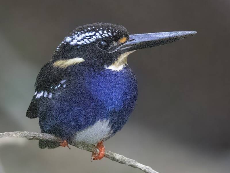 Northern Silvery-Kingfisher, 照片 4