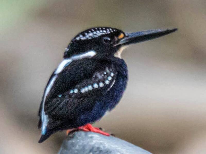 Northern Silvery-Kingfisher, 照片 3