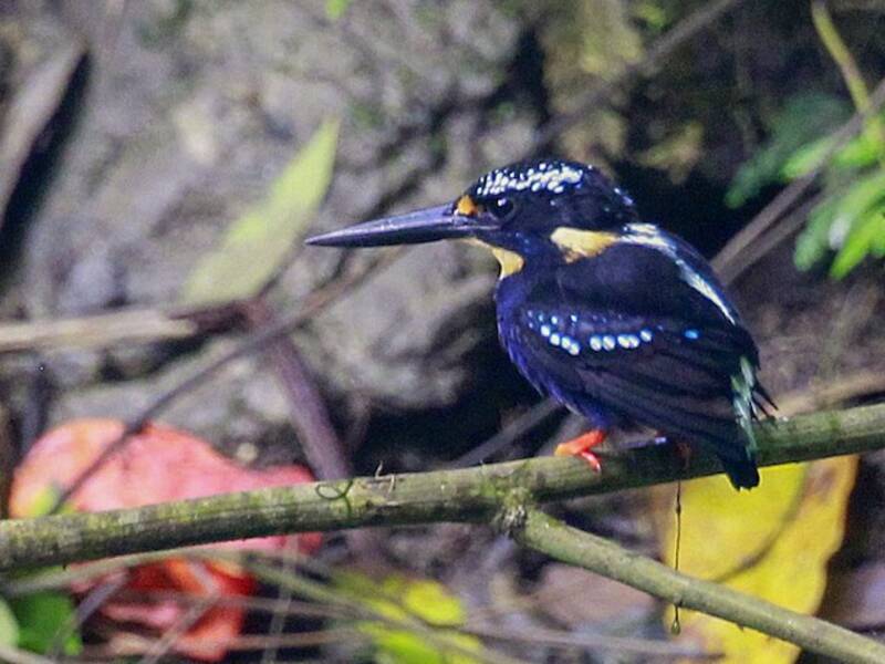 Northern Silvery-Kingfisher, 照片 2