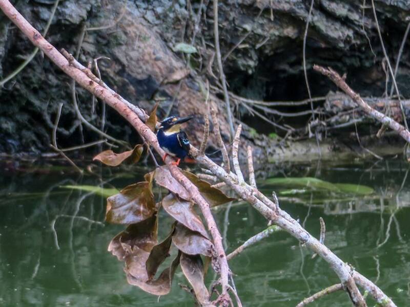 Northern Silvery-Kingfisher