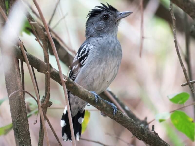 Northern Slaty-Antshrike (Thamnophilus punctatus)