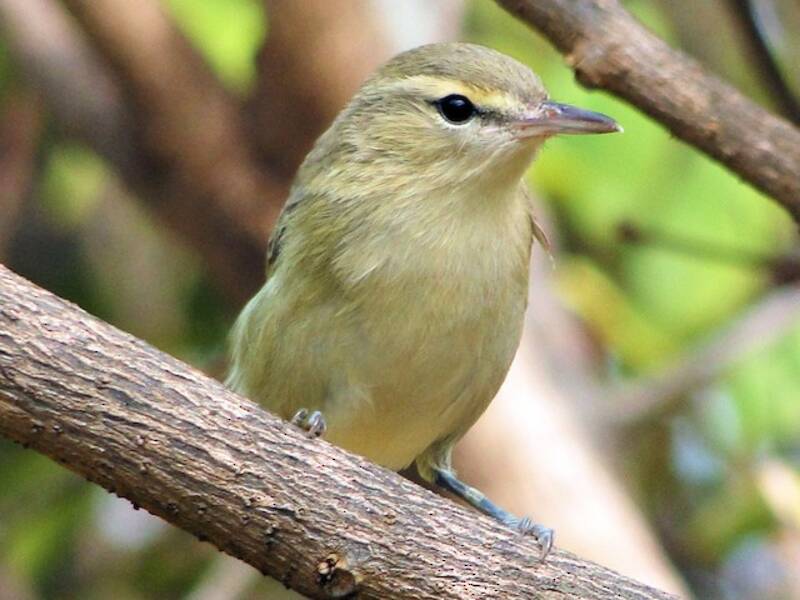 Vireo di Noronha