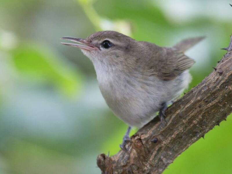 Noronha-Vireo, Fotos 3
