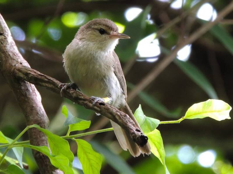 Noronha-Vireo, Fotos 2