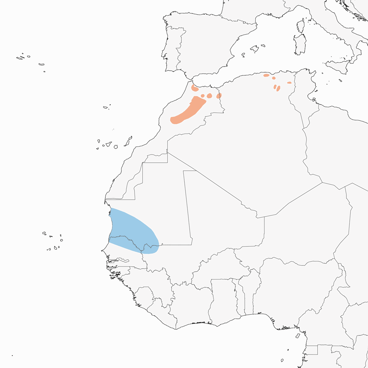 Collalba Sahariana, Distribución 1