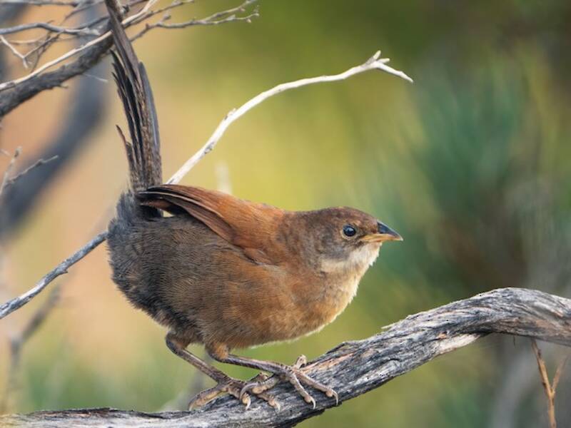 Noisy Scrub-bird (Atrichornis clamosus)