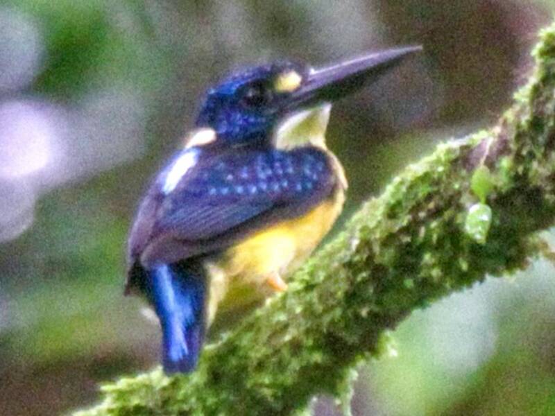 Martin pescatore nano delle Salomone settentrionali