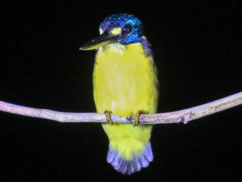 Martin pescatore nano delle Salomone settentrionali, Foto 2