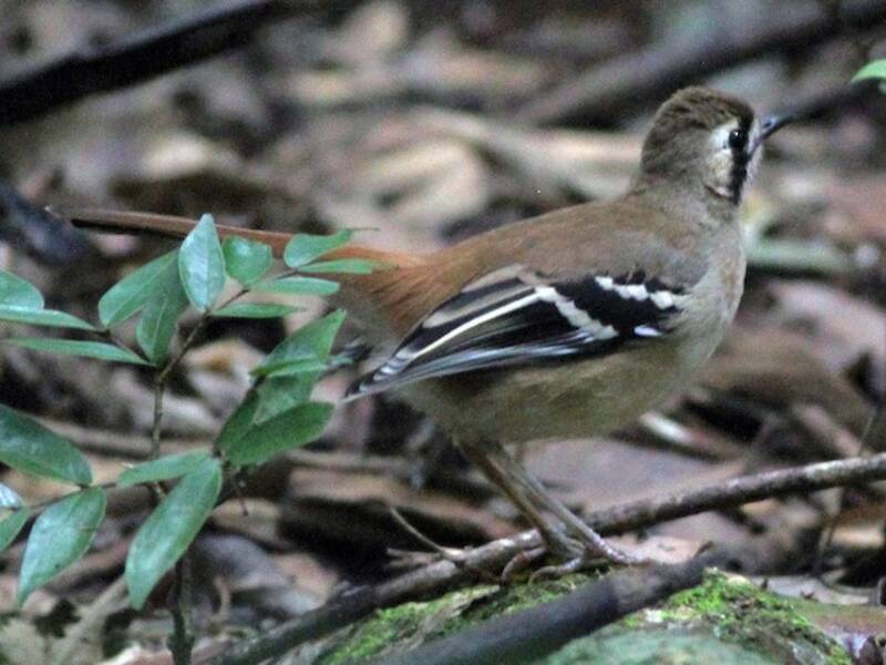 Petirrojo de Matorral Septentrional, Fotos 2