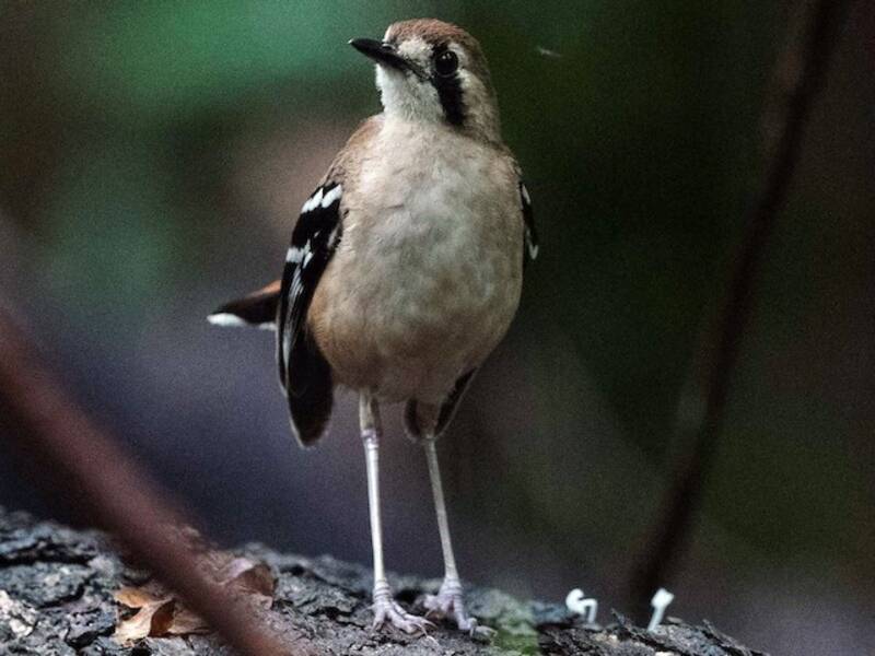 Petirrojo de Matorral Septentrional, Fotos 3