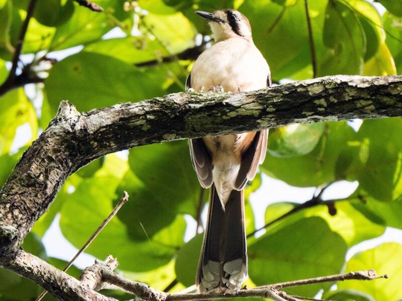 Petirrojo de Matorral Septentrional, Fotos 4