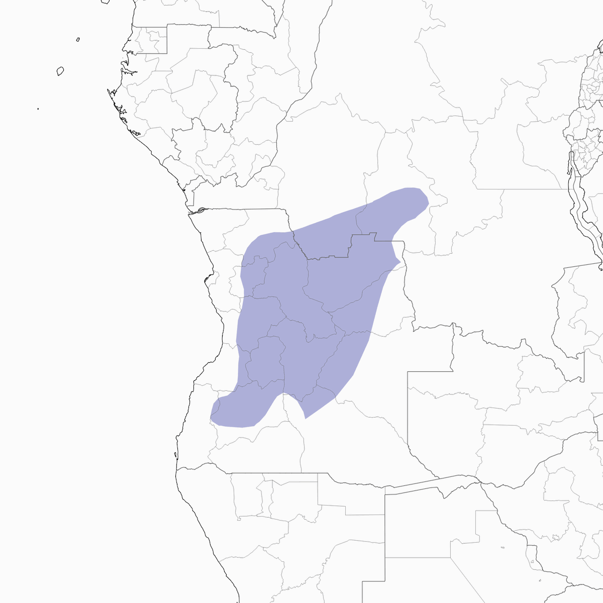 Occhialino dell'Angola, Distribuzione 1