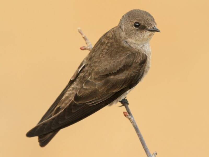 Golondrina alirrasposa norteña