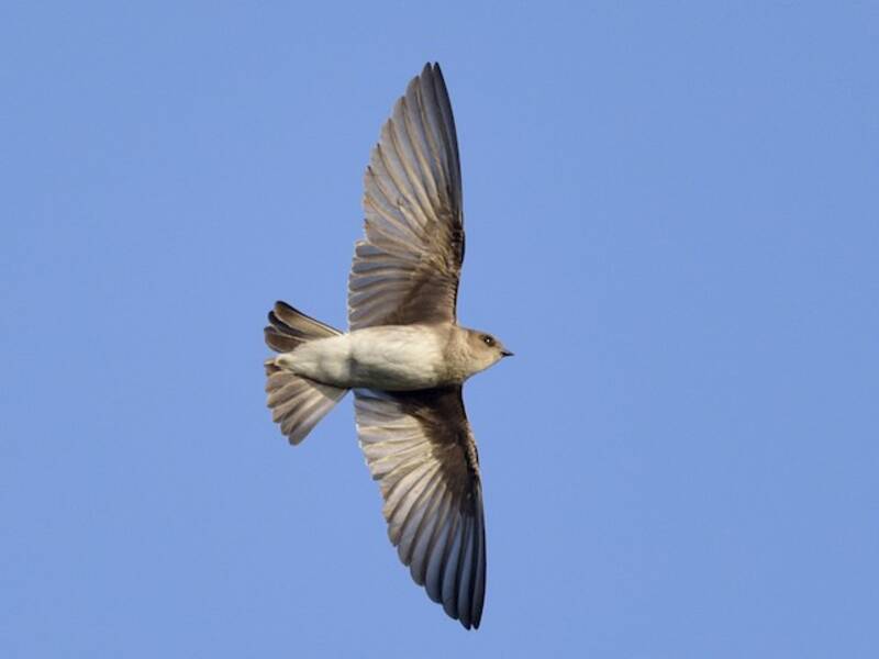 Golondrina alirrasposa norteña, Fotos 2