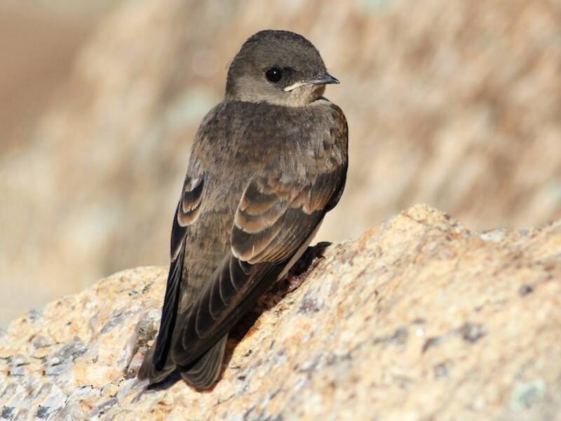 Golondrina alirrasposa norteña, Fotos 4