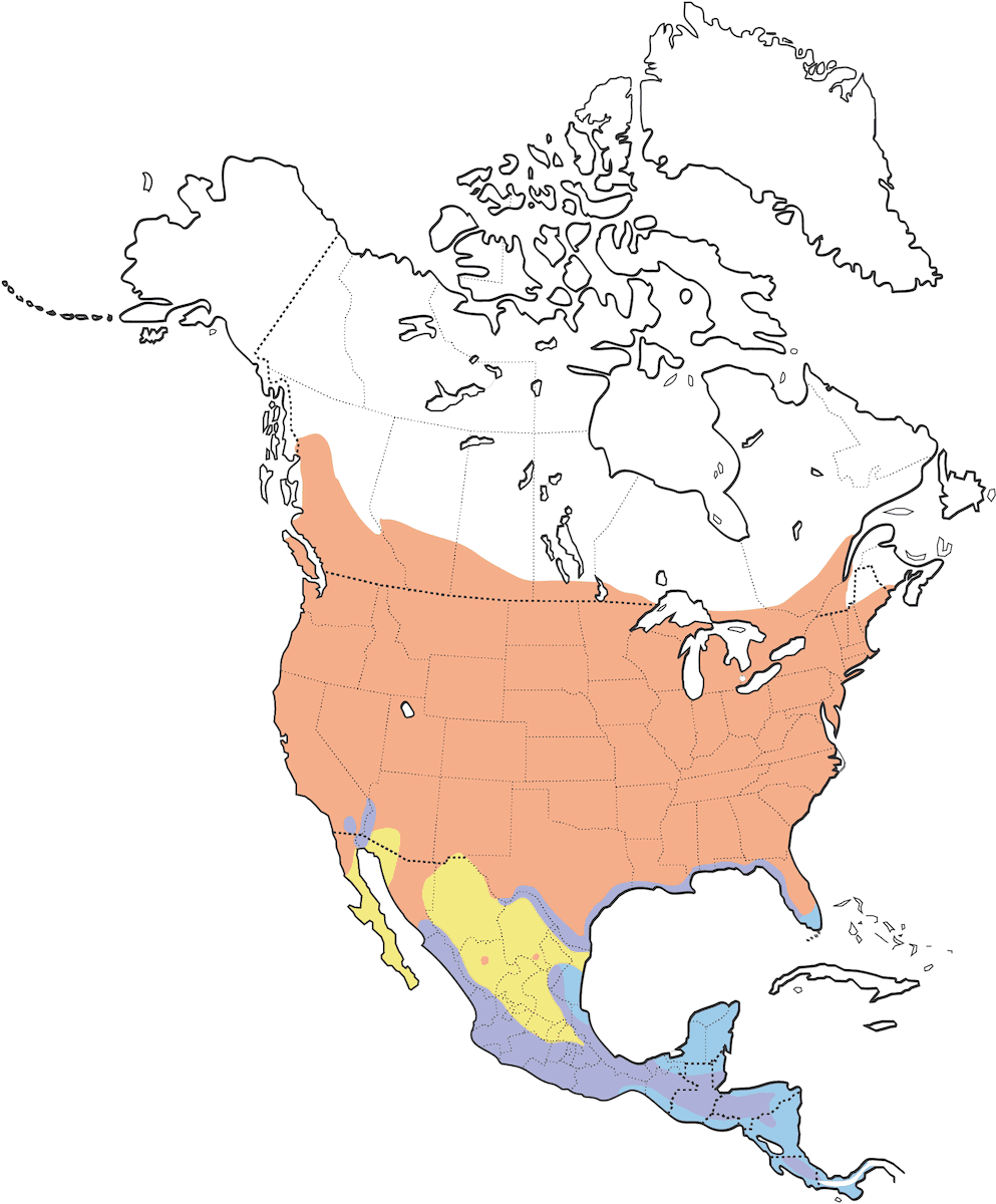 Golondrina alirrasposa norteña, Distribución 1