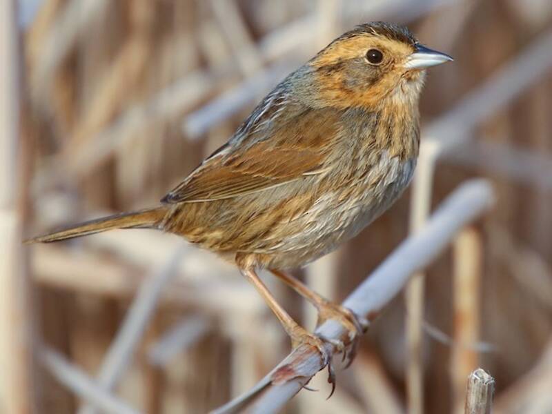Nelson's Sparrow, Photos 3