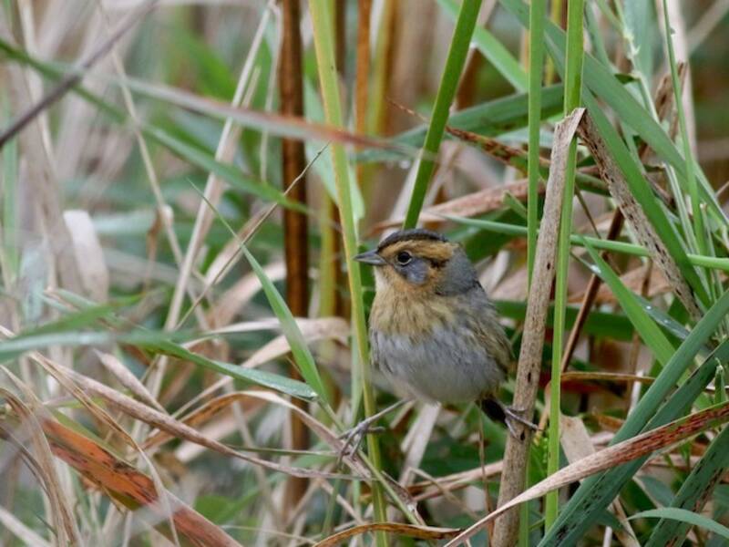 Nelson's Sparrow, Photos 4