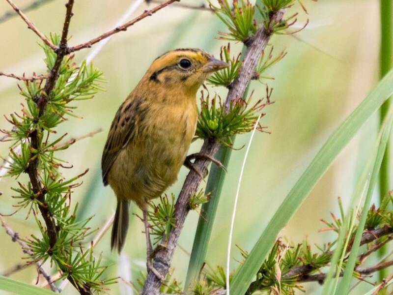 Nelson's Sparrow