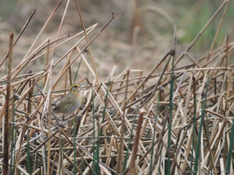 Nelson's Sparrow, Photos 2