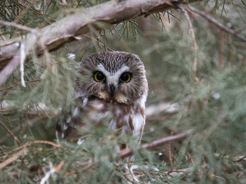 Northern Saw-whet Owl (Aegolius acadicus)