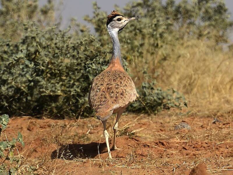 Nubian Bustard