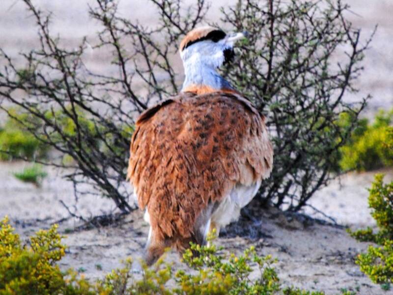Nubian Bustard, 照片 2