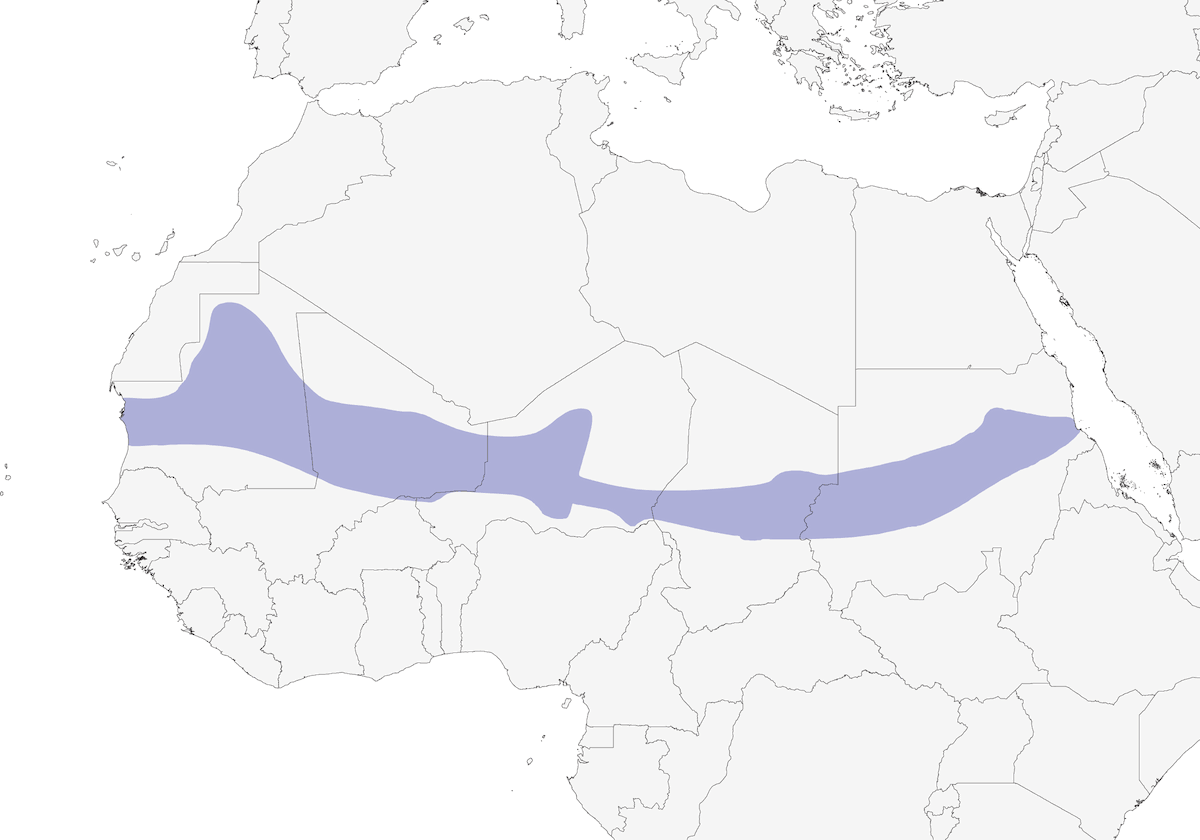 Nubian Bustard, 分布 1