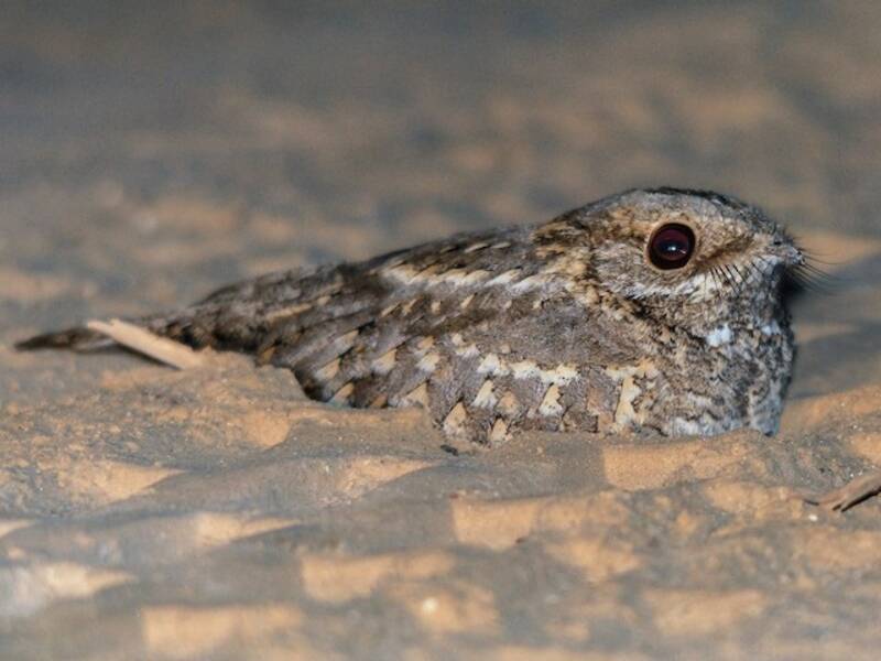 Nubian Nightjar